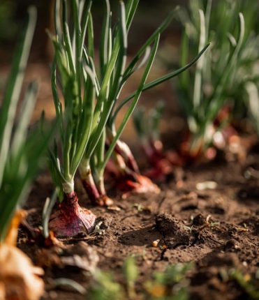 Onion-Egypt-fresh-3