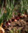 Why Source Fresh Egyptian Onions for International Markets?