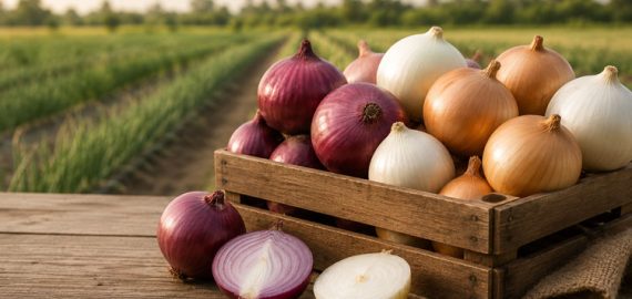 Onion-Egypt-fresh-5 Onion-Egypt-fresh-5
