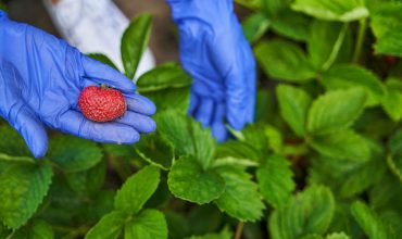 fresh-frozen1-strawberry