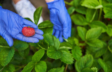 fresh-frozen1-strawberry