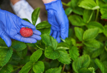 fresh-frozen1-strawberry
