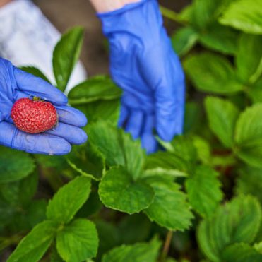 fresh-frozen1-strawberry