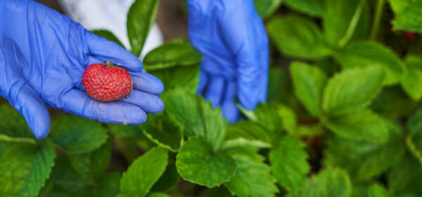 fresh-frozen1-strawberry