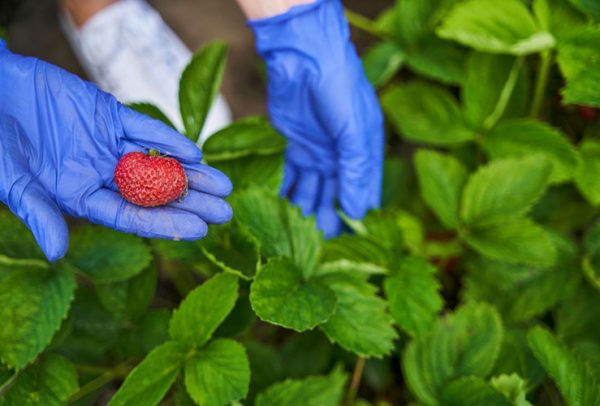 fresh-frozen1-strawberry fresh-frozen1-strawberry